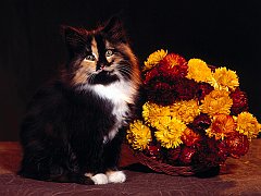 October, Calico Mix